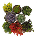 Combo Of 8 Succulent Plants (Bare Rooted)