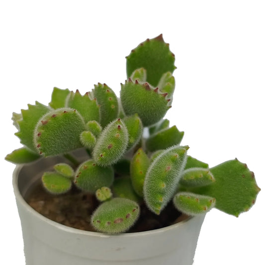 Cotyledon Tomentosa "Bear's Paw" (Bare Rooted)