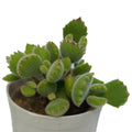 Cotyledon Tomentosa 