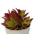 Crassula Capitella (Bare Rooted)