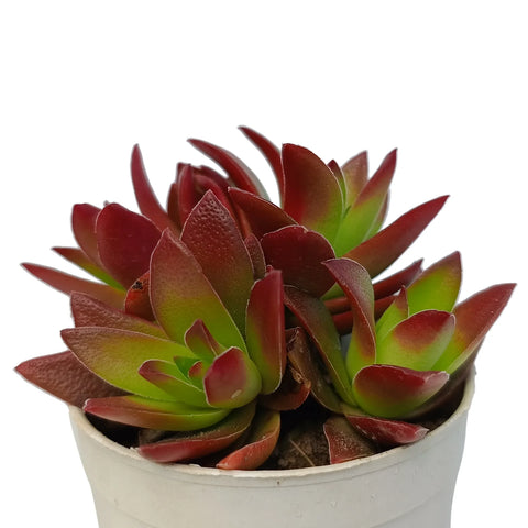 Crassula Capitella (Bare Rooted)