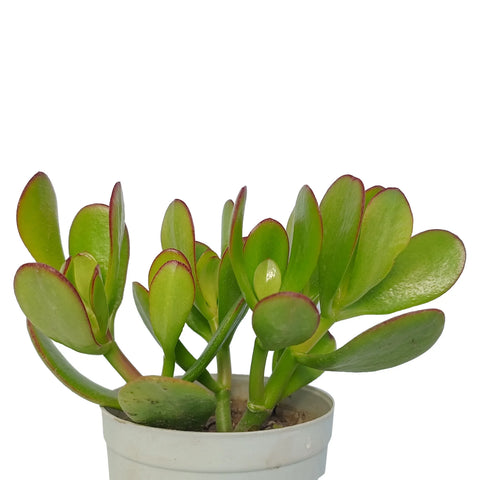 Crassula Ovata - Money Tree "Kuberakshi Plant" (Bare Rooted)