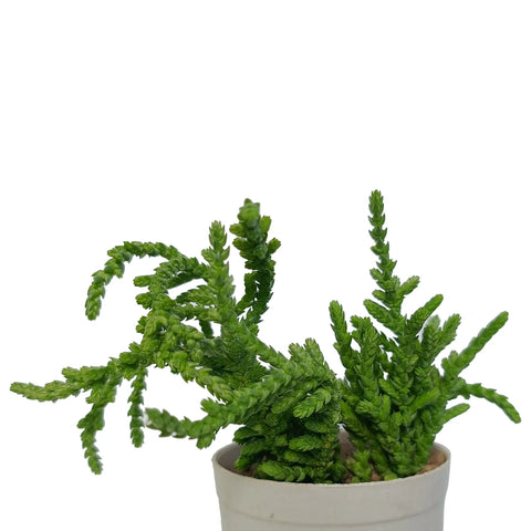 Crassula Muscosa "Princess Pine" (Bare Rooted)