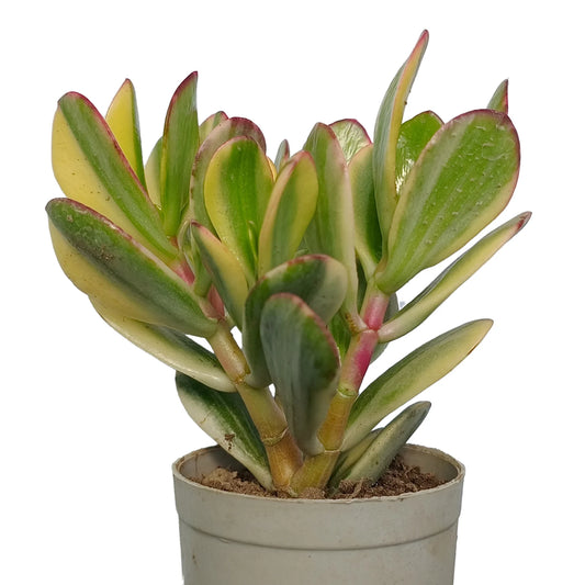 Crassula Sunset Jade - Verigated (Bare Rooted)