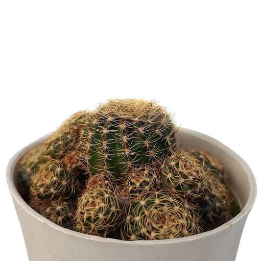 Crown Cactus (Bare Rooted)
