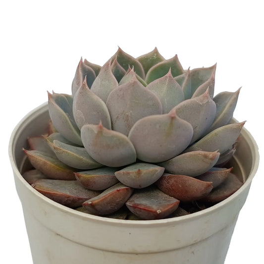 Echeveria 'Azulita' Chocolate (Bare Rooted)