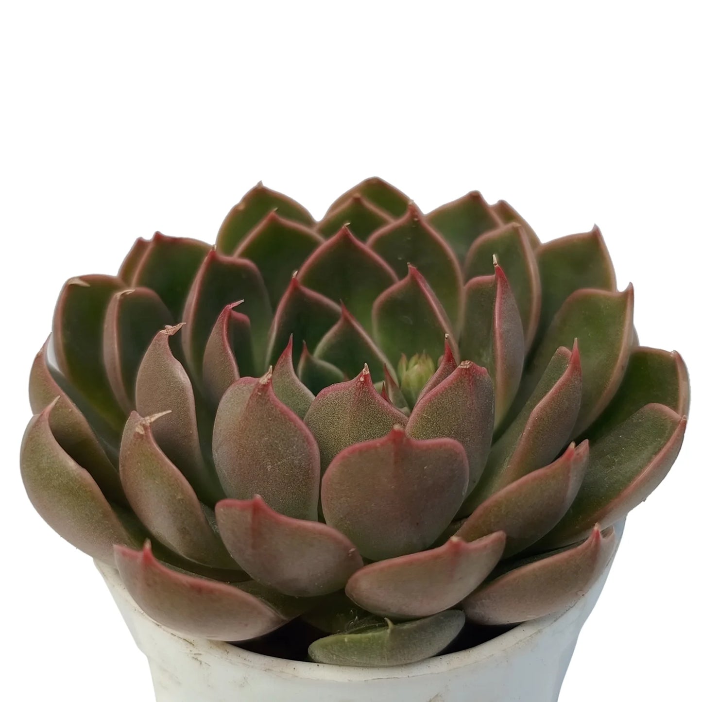 Echeveria Azulita "Purple" (Bare Rooted)