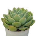 Echeveria Blue Atoll (Bare Rooted)