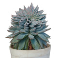 Echeveria Blue Bird (Bare Rooted)