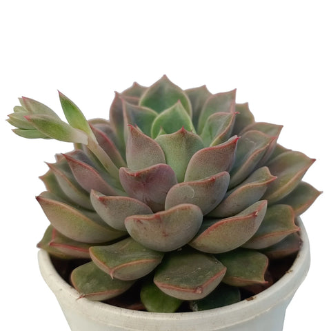 Echeveria Chris - Orange (Bare Rooted)