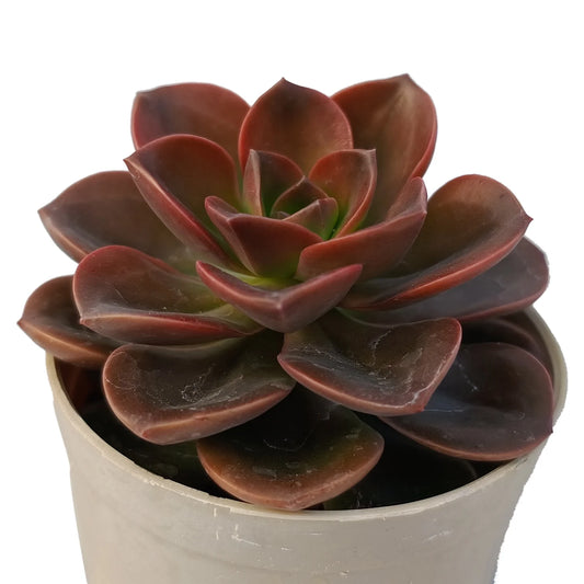 Echeveria Chroma (Bare Rooted)