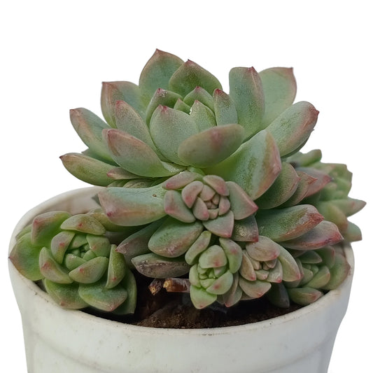 Echeveria Colorata (Bare Rooted)