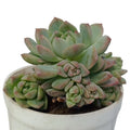 Echeveria Colorata (Bare Rooted)