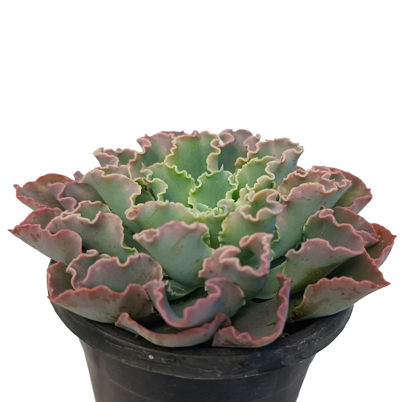 curlylocks succulent Buy Echeveria Curly Locks Plant Online – Secculent