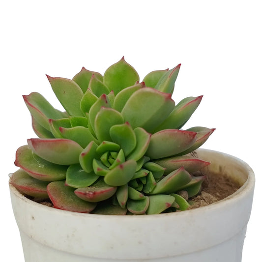 Echeveria Golden Glow (Bare Rooted)