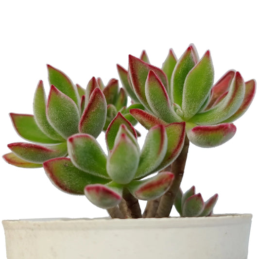 Echeveria Hermsii - Plush Plant (Bare Rooted)