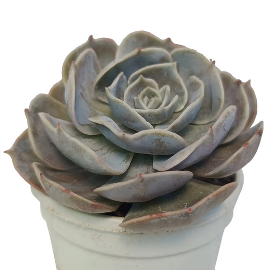 Echeveria Lilacina (Bare Rooted)