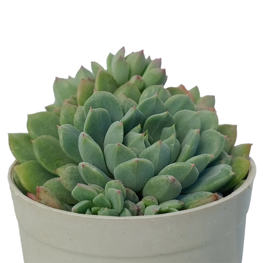 Echeveria Minima (Bare Rooted)