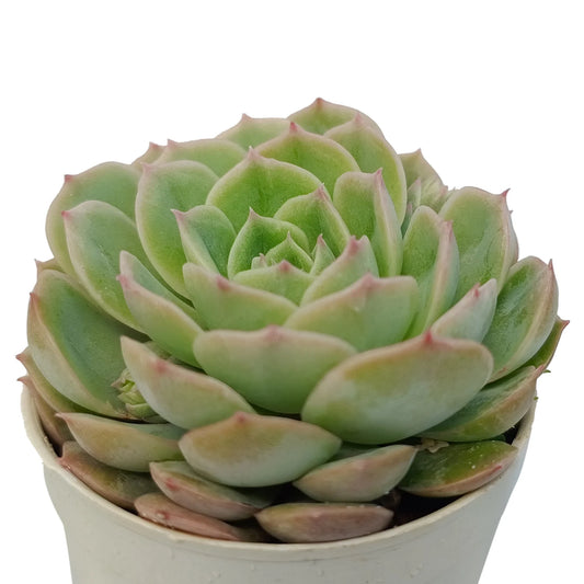 Echeveria Onslow (Bare Rooted)