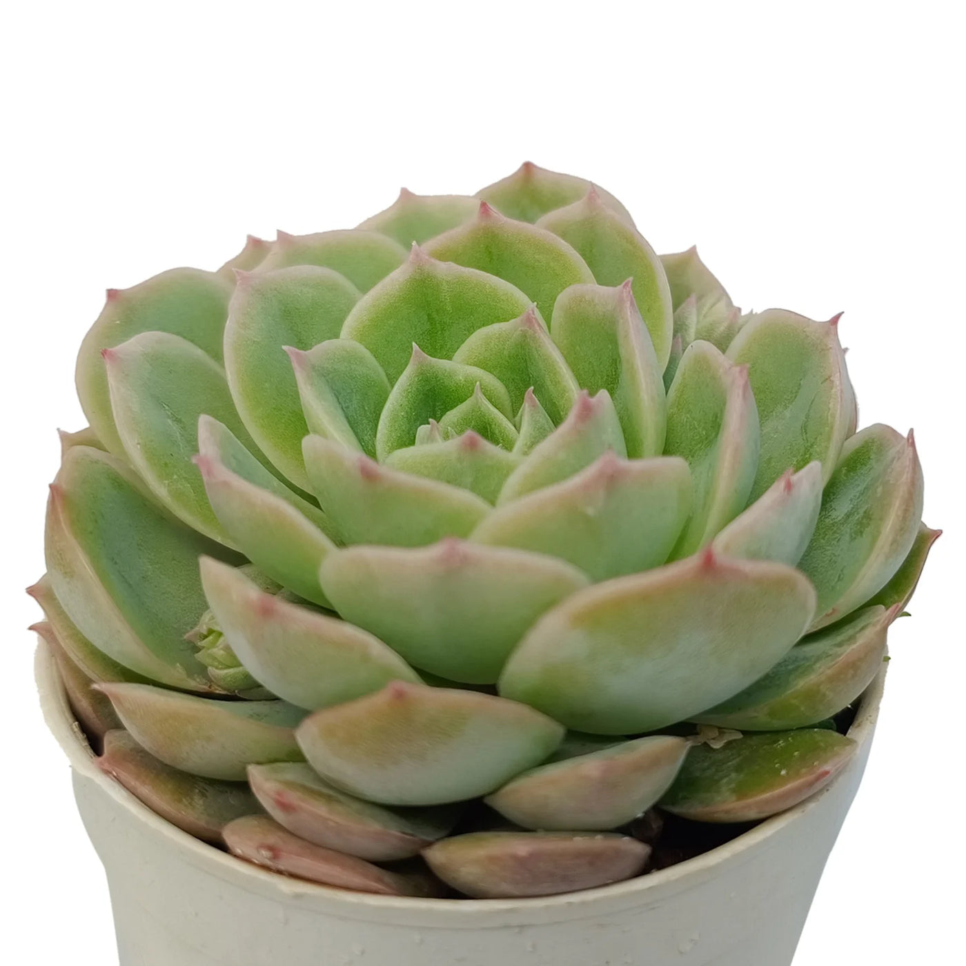 onslow succulent Buy Echeveria Onslow Plant Online – Secculent