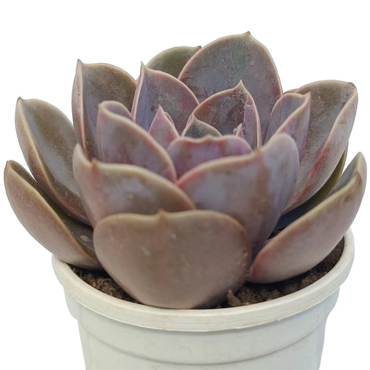 Echeveria PVN (Bare Rooted)