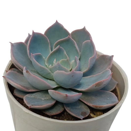 Echeveria Peacockii (Bare Rooted)