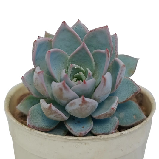 Echeveria Rolly 'Blue Bird' (Bare Rooted)