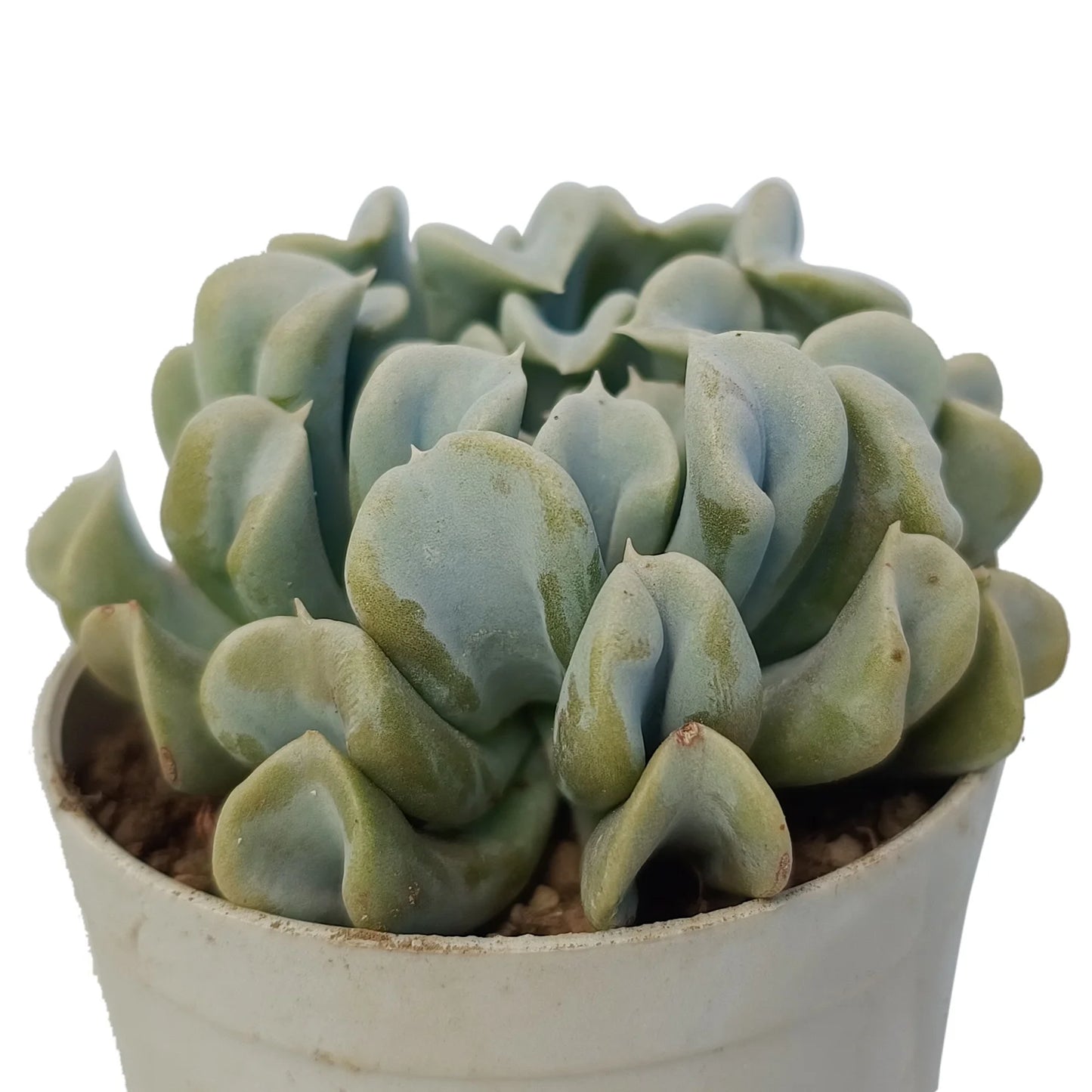 Echeveria Runyonii- Topsy Turvy (Bare Rooted)