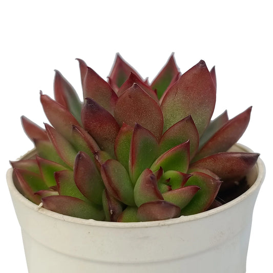 Echeveria Strictiflora (Bare Rooted)