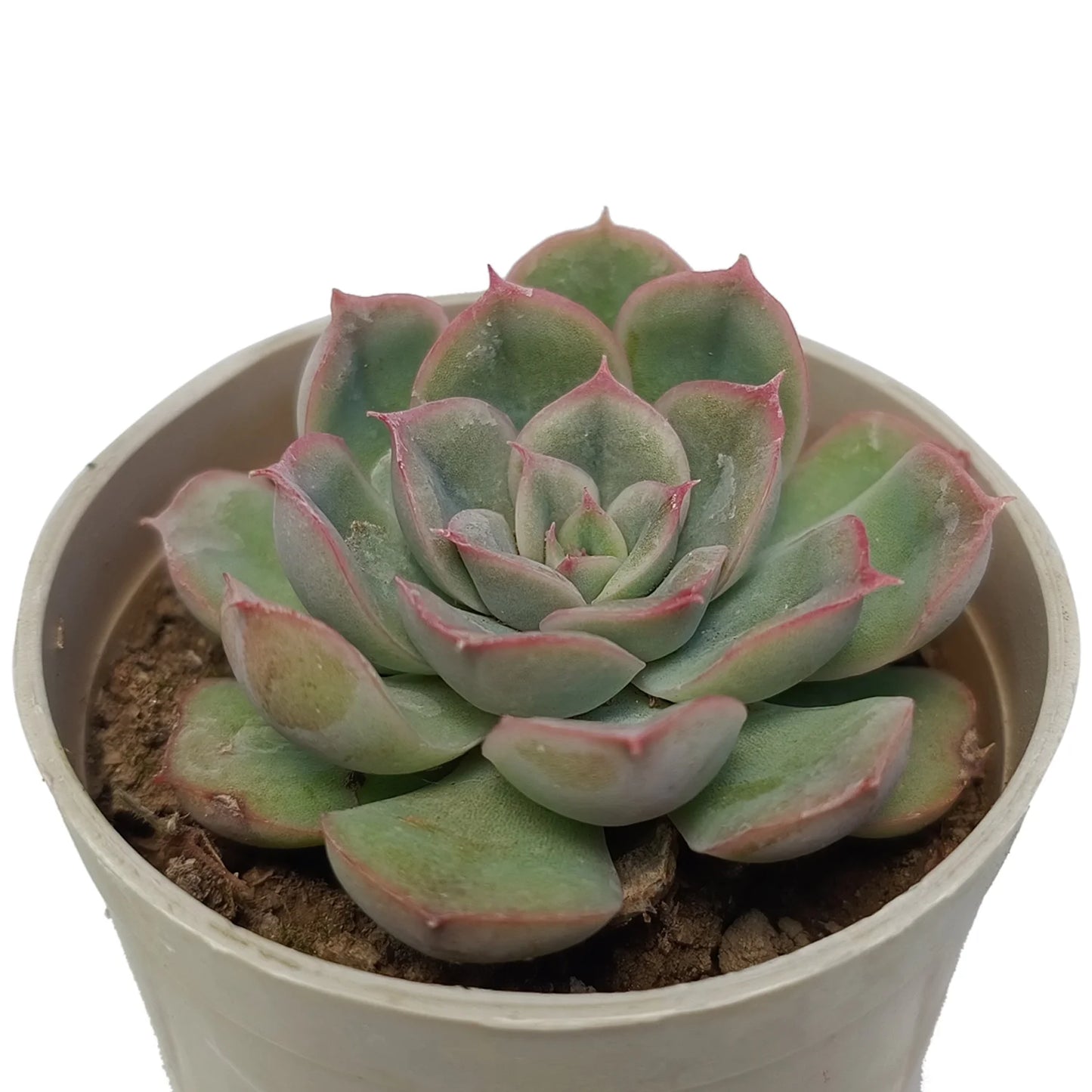 Echeveria Strictiflora "Purple (Bare Rooted)