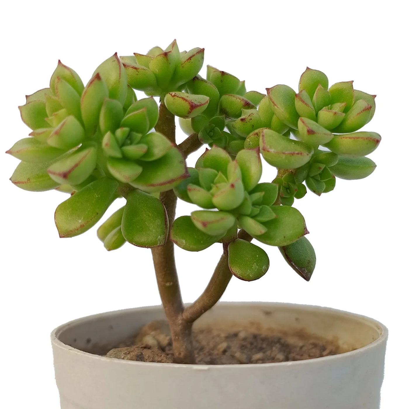 supia succulent Buy Echeveria Supia Plant Online – Secculent