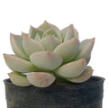 Echeveria 'Fleur Blanc' (Bare Rooted)
