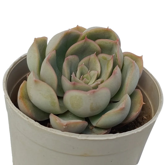 Echeveria Tippy (Bare Rooted)