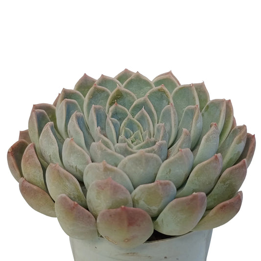 Echeveria Glauca (Bare Rooted)