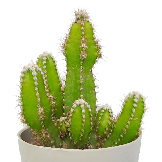 Acanthocereus Tetragonus "Fairy Castle Cactus" (Bare Rooted)
