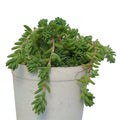 Gold Moss Sedum Grass (Bare Rooted)