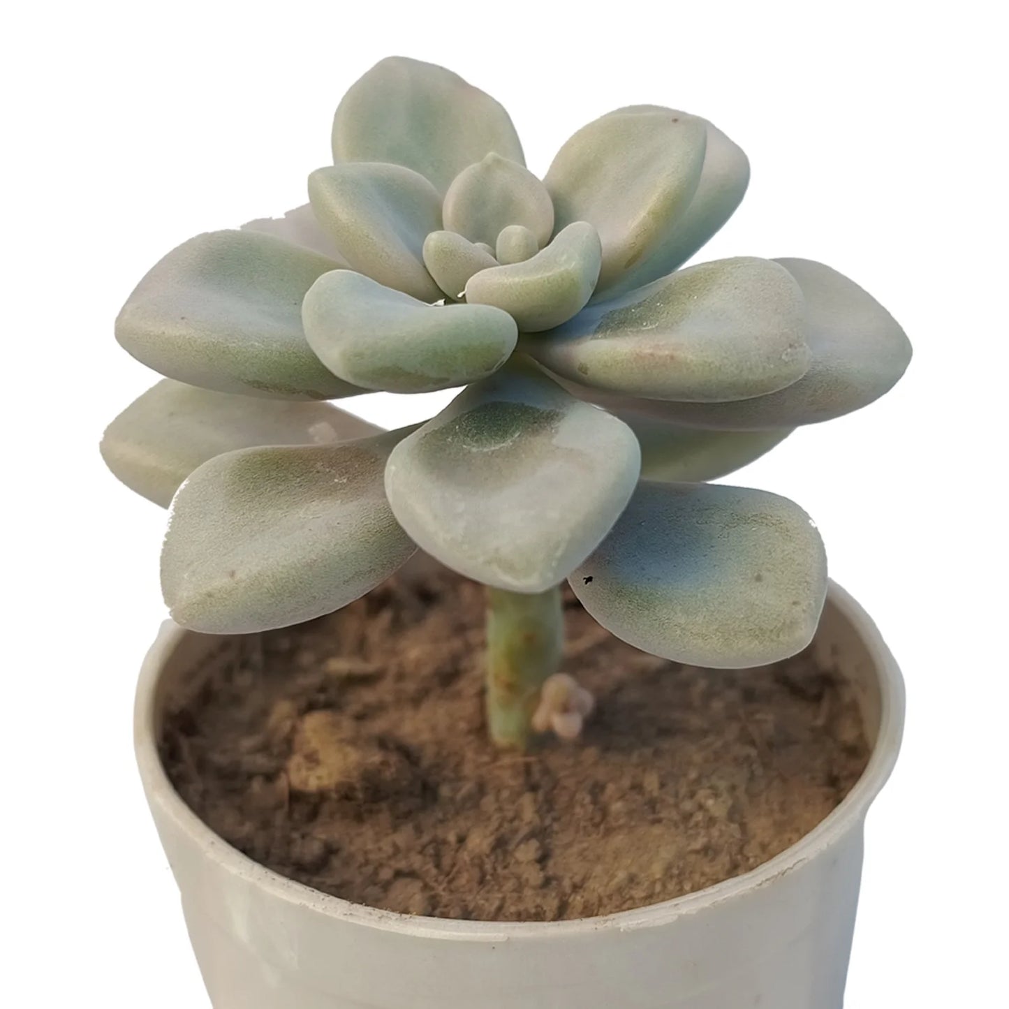 Graptopetalum Mirinae (Bare Rooted)