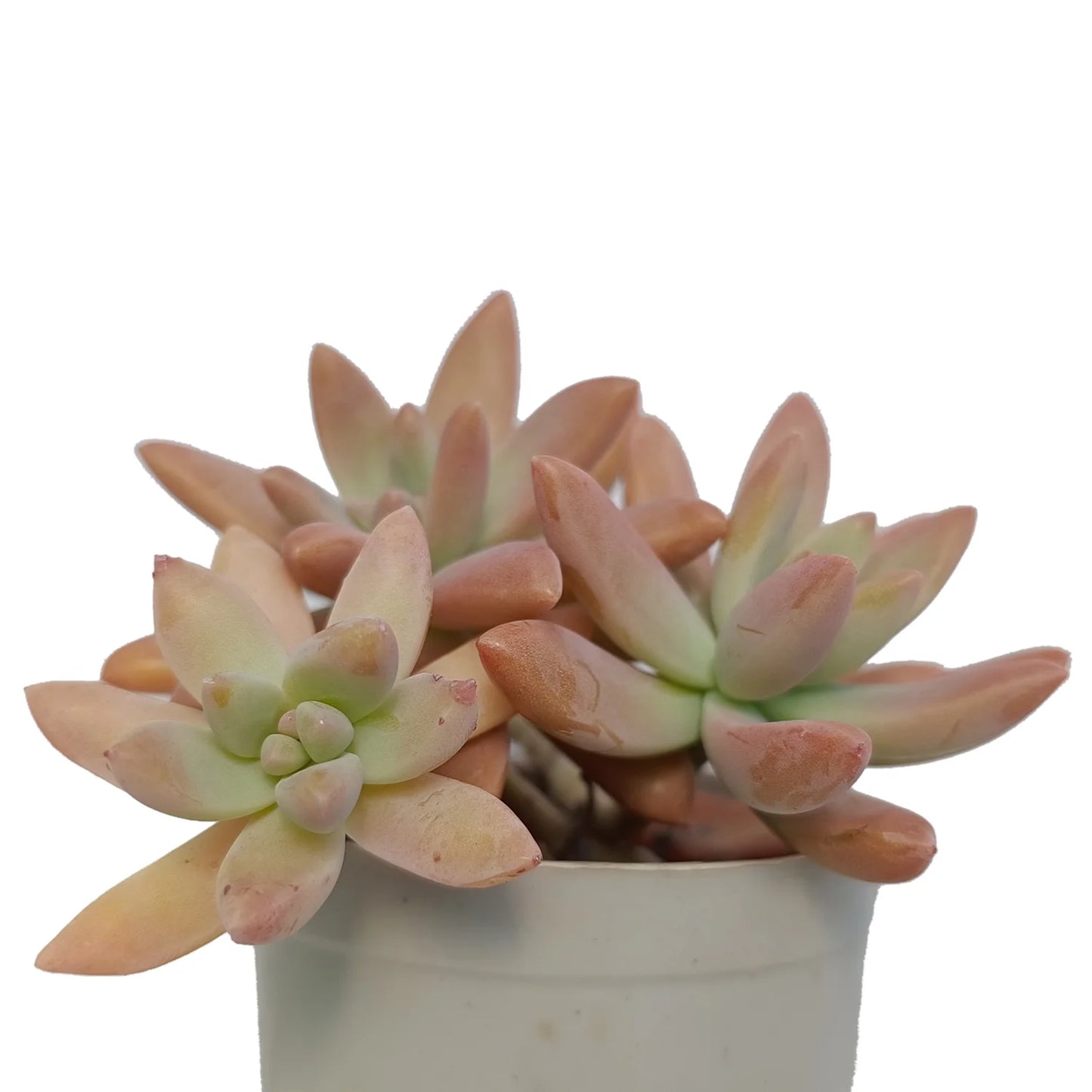 Graptosedum Darley Sunsine (Bare Rooted)