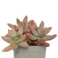 Graptosedum Darley Sunsine (Bare Rooted)