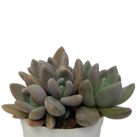 Graptoveria Opalina 'Black' (Bare Rooted)