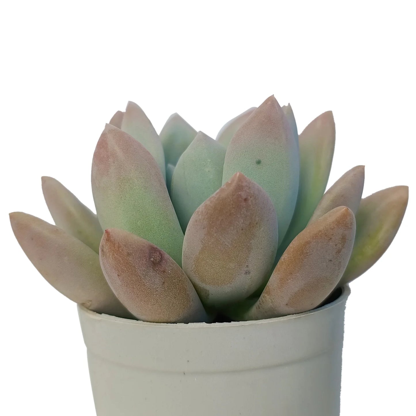 Graptoveria Opalina "Pink" (Bare Rooteed)