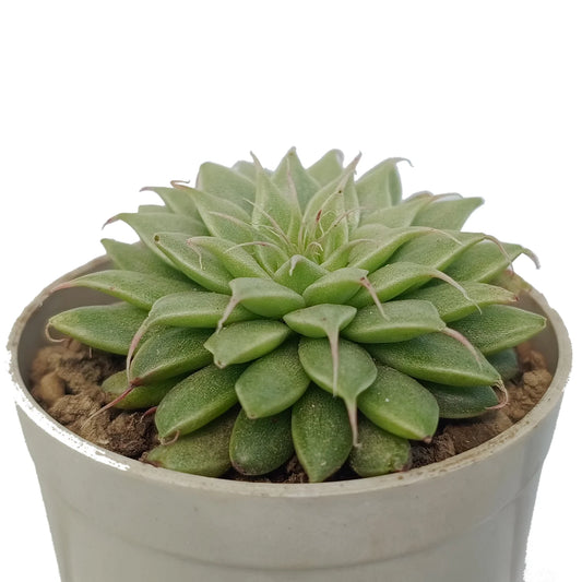 Graptoveria Silver Star (Bare Rooted)