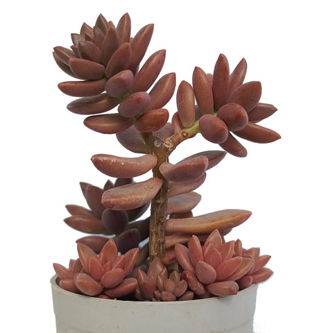 Graptosedum California Sunset "Chocolate" (Bare Rooted)