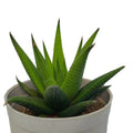 Haworthia Attenuata V. Britteniana (Bare Rooted)