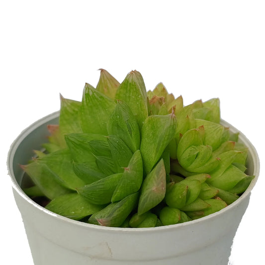 Haworthia Green (Bare Rooted)