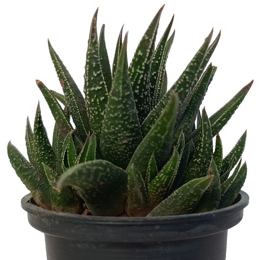 Haworthiopsis Attenuata "Concolor" (Bare Rooted)