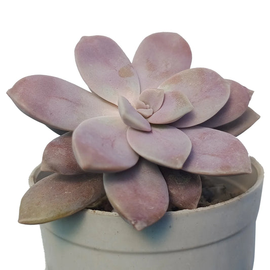 Graptopetalum Pentandrum (Bare Rooted)