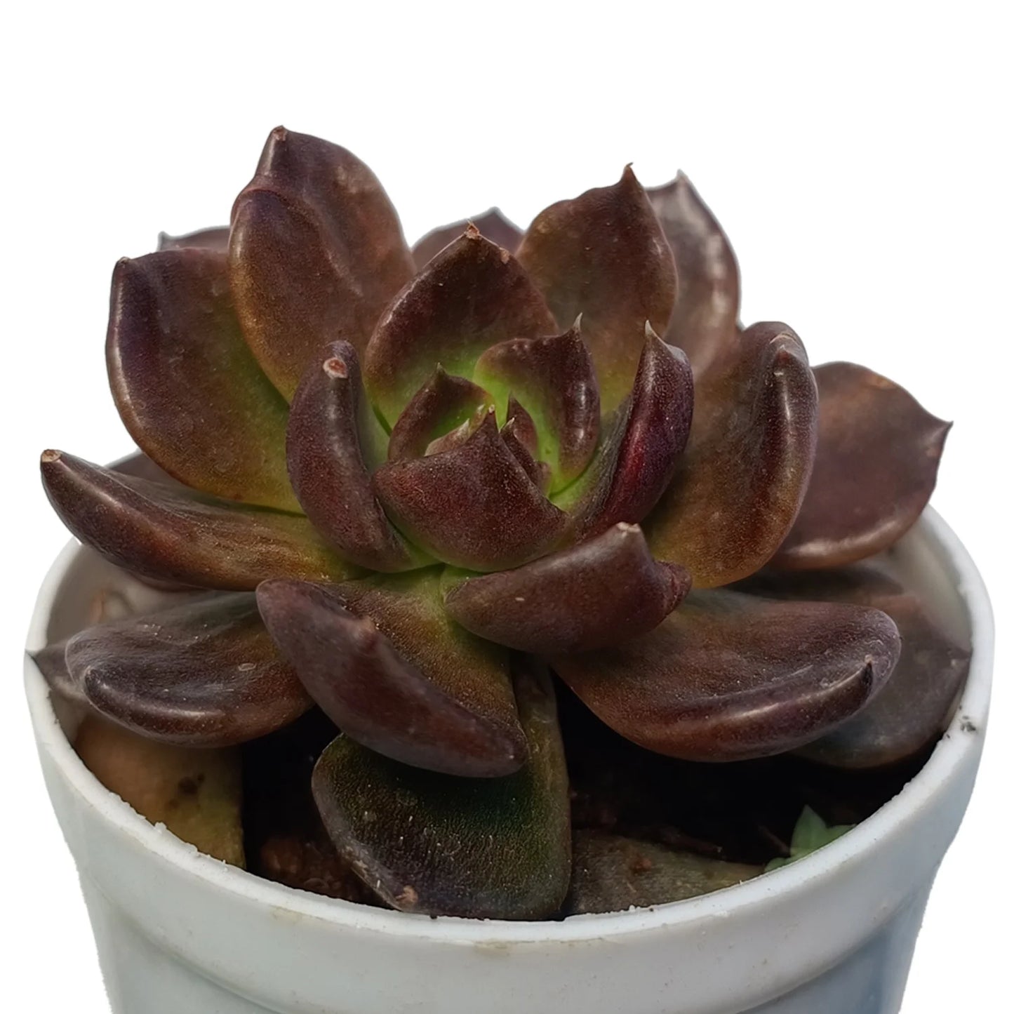 Echeveria Black Prince 'Vishnu Kamal' (Bare Rooted)