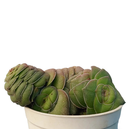 Crassula Orbicularis 'Buddha Plant' (Bare Rooted)