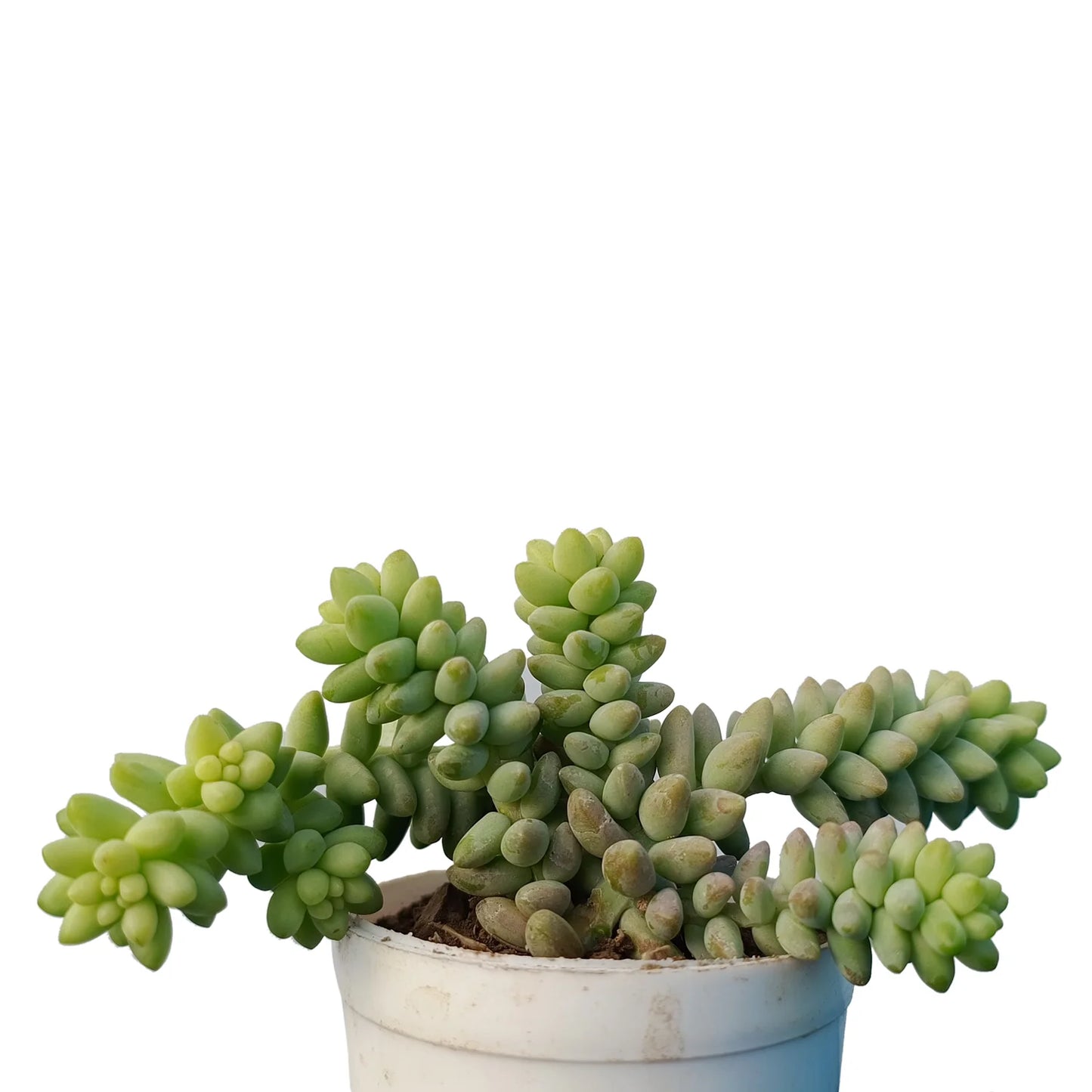 Sedum Burrito 'Burro's Tail' (Bare Rooted)